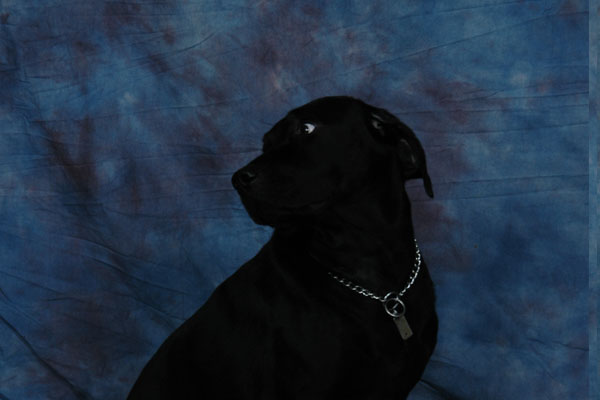 Beau Diddley